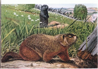 Marmotta, la più conosciuta di tutte le marmotte, si nutre di pascoli da Louis Agassiz Fuertes